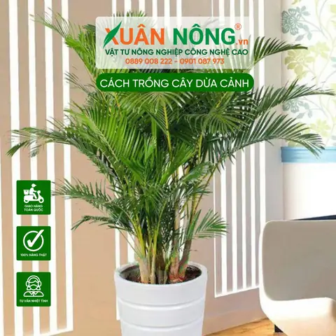 Cách Trồng Và Chăm Sóc Cây Dừa Cảnh Phong Thủy, Bonsai Toàn Diện