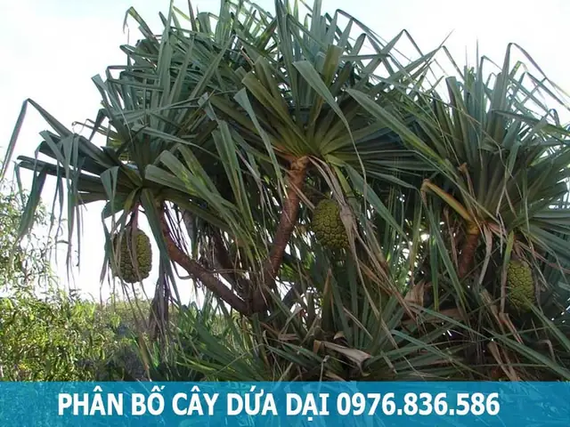 Cách Trồng Và Chăm Sóc Cây Dứa Dại Đúng Kỹ Thuật, Phát Huy Công Dụng