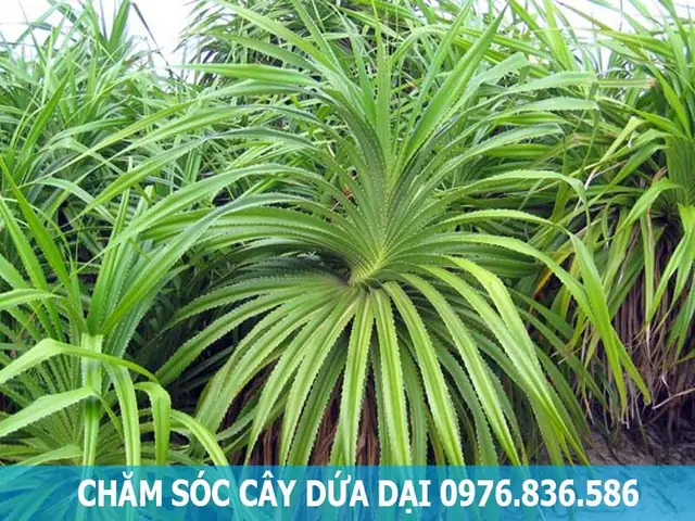 Cách Trồng Và Chăm Sóc Cây Dứa Dại Đúng Kỹ Thuật, Phát Huy Công Dụng