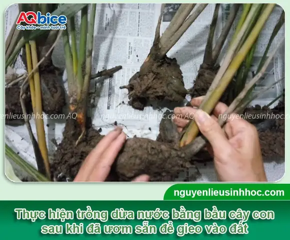 Hướng Dẫn Cách Trồng Cây Dừa Nước Sai Quả, Năng Suất Cao Từ A-Z Hướng Dẫn Cách Trồng Cây Dừa Nước Sai Quả, Năng Suất Cao Từ A-Z