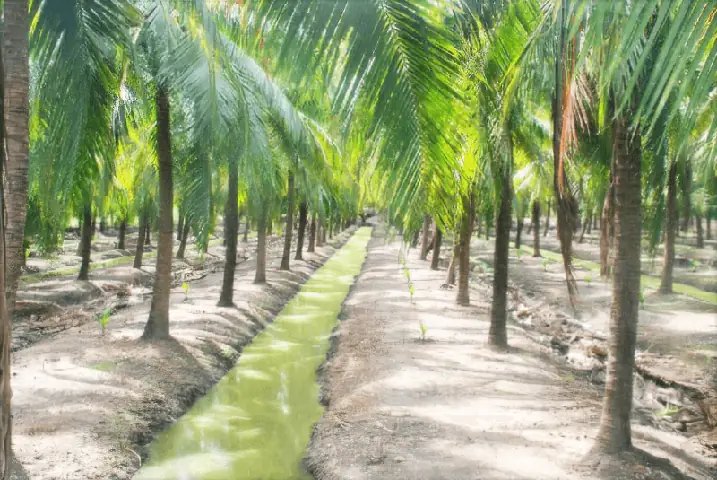 Hướng Dẫn Cách Trồng Cây Dừa Nước Sai Quả, Năng Suất Cao Từ A-Z Hướng Dẫn Cách Trồng Cây Dừa Nước Sai Quả, Năng Suất Cao Từ A-Z