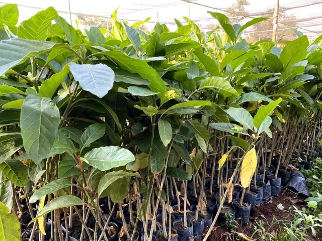 Hướng Dẫn Chi Tiết Cách Trồng Cây Gáo Vàng Hiệu Quả Nhất Hướng Dẫn Chi Tiết Cách Trồng Cây Gáo Vàng Hiệu Quả Nhất