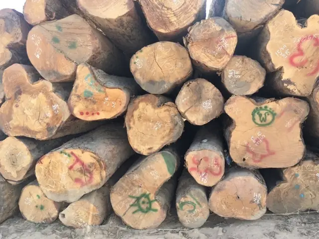Hướng Dẫn Chi Tiết Cách Trồng Cây Gáo Vàng Hiệu Quả Nhất Hướng Dẫn Chi Tiết Cách Trồng Cây Gáo Vàng Hiệu Quả Nhất
