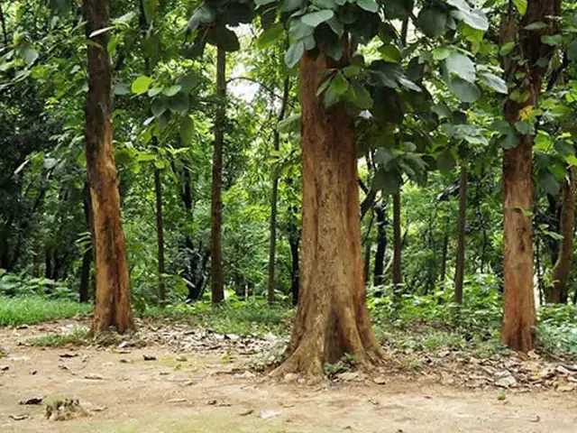 Hướng Dẫn Chi Tiết Cách Trồng Và Chăm Sóc Cây Giá Tỵ Phát Triển Tốt