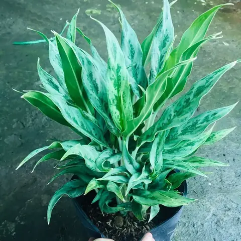 Cây Giữ Tiền: Hướng Dẫn Trồng, Ý Nghĩa Phong Thủy Và Cách Chăm Sóc Toàn Diện Cây Giữ Tiền: Hướng Dẫn Trồng, Ý Nghĩa Phong Thủy Và Cách Chăm Sóc Toàn Diện