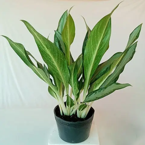 Cây Giữ Tiền: Hướng Dẫn Trồng, Ý Nghĩa Phong Thủy Và Cách Chăm Sóc Toàn Diện Cây Giữ Tiền: Hướng Dẫn Trồng, Ý Nghĩa Phong Thủy Và Cách Chăm Sóc Toàn Diện