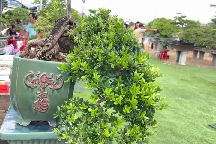 Hướng Dẫn Chi Tiết Cách Trồng Và Chăm Sóc Cây Hải Châu Bonsai Ra Hoa Đẹp
