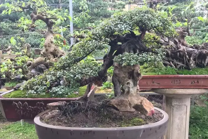 Hướng Dẫn Chi Tiết Cách Trồng Và Chăm Sóc Cây Hải Châu Bonsai Ra Hoa Đẹp