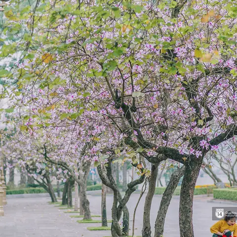 Hướng Dẫn Chi Tiết Cách Trồng Và Chăm Sóc Cây Hoa Ban Tím Nở Đẹp, Thơm Ngát