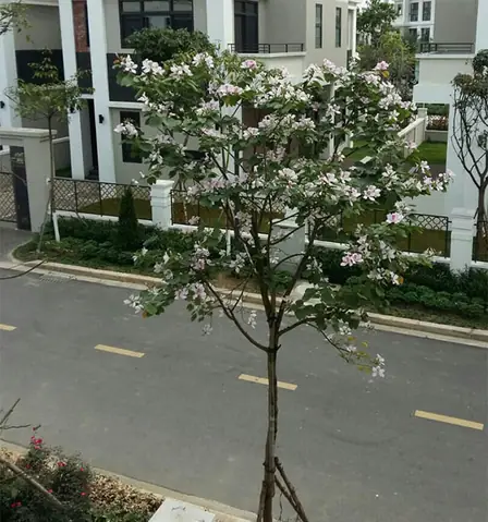 Hướng Dẫn Chi Tiết Cách Trồng Và Chăm Sóc Cây Hoa Ban Tím Nở Đẹp, Thơm Ngát