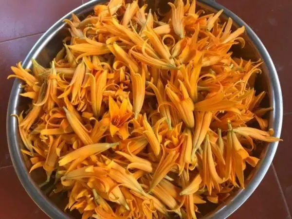 Cách Trồng Và Chăm Sóc Hoa Hiên Đơn Giản, Giúp Cây Luôn Rực Rỡ Cách Trồng Và Chăm Sóc Hoa Hiên Đơn Giản, Giúp Cây Luôn Rực Rỡ