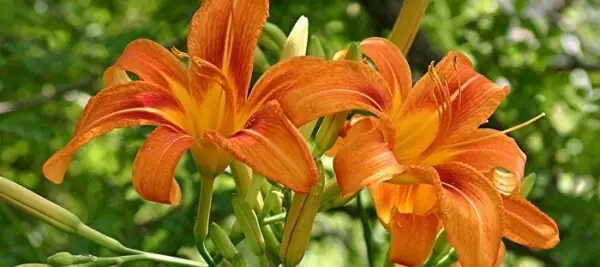 Cách Trồng Và Chăm Sóc Hoa Hiên Đơn Giản, Giúp Cây Luôn Rực Rỡ Cách Trồng Và Chăm Sóc Hoa Hiên Đơn Giản, Giúp Cây Luôn Rực Rỡ