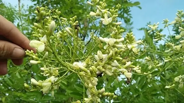 Hướng Dẫn Chi Tiết Cách Trồng Cây Hoa Hòe Trong Chậu Chuẩn Nhất