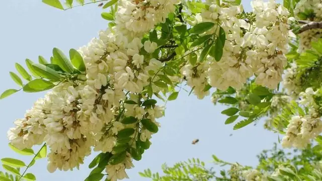 Hướng Dẫn Chi Tiết Cách Trồng Cây Hoa Hòe Trong Chậu Chuẩn Nhất