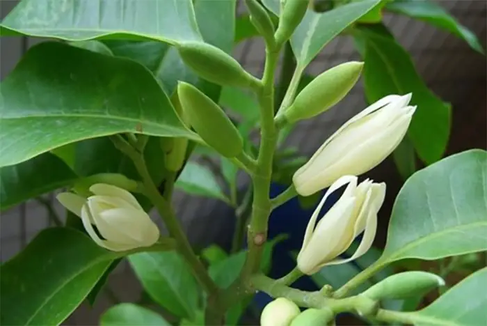 Hướng Dẫn Chi Tiết Cách Trồng Và Chăm Sóc Cây Hoa Ngọc Lan Ra Nhiều Hoa, Thơm Ngát