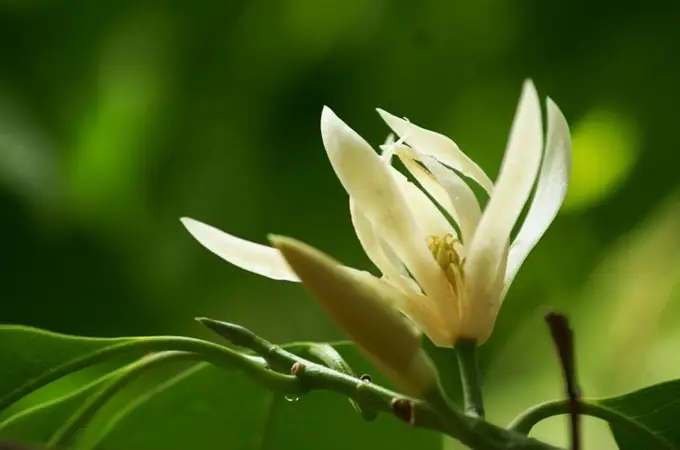 Hướng Dẫn Chi Tiết Cách Trồng Và Chăm Sóc Cây Hoa Ngọc Lan Ra Nhiều Hoa, Thơm Ngát