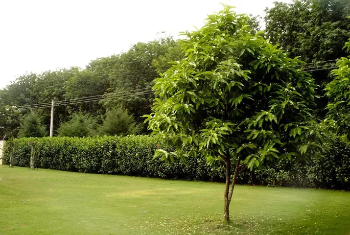 Hướng Dẫn Chi Tiết Cách Trồng Và Chăm Sóc Cây Hoa Ngọc Lan Ra Nhiều Hoa, Thơm Ngát