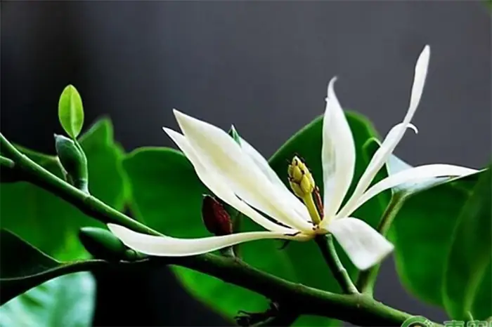 Hướng Dẫn Chi Tiết Cách Trồng Và Chăm Sóc Cây Hoa Ngọc Lan Ra Nhiều Hoa, Thơm Ngát