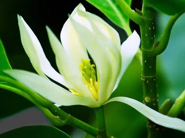 Hướng Dẫn Chi Tiết Cách Trồng Và Chăm Sóc Cây Hoa Ngọc Lan Ra Nhiều Hoa, Thơm Ngát