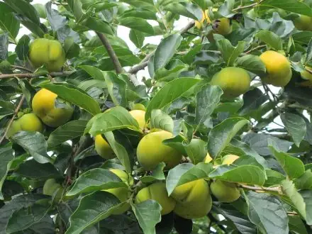 Hướng Dẫn Chi Tiết Cách Trồng Cây Hồng Giòn Từ Hạt: Từ Ươm Mầm Đến Chăm Sóc Hướng Dẫn Chi Tiết Cách Trồng Cây Hồng Giòn Từ Hạt: Từ Ươm Mầm Đến Chăm Sóc