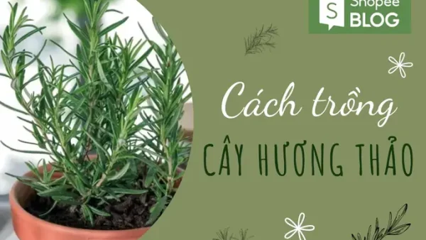 Cách Trồng & Chăm Sóc Cây Hương Thảo Tại Nhà Đúng Cách, Giúp Cây Sinh Trưởng Tốt