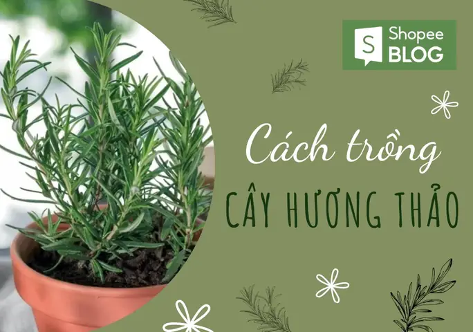 Cách Trồng & Chăm Sóc Cây Hương Thảo Tại Nhà Đúng Cách, Giúp Cây Sinh Trưởng Tốt