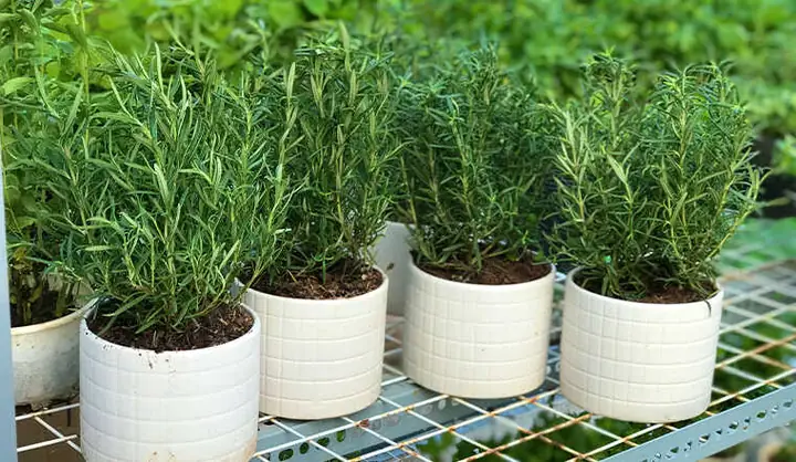 Cách Trồng & Chăm Sóc Cây Hương Thảo Tại Nhà Đúng Cách, Giúp Cây Sinh Trưởng Tốt