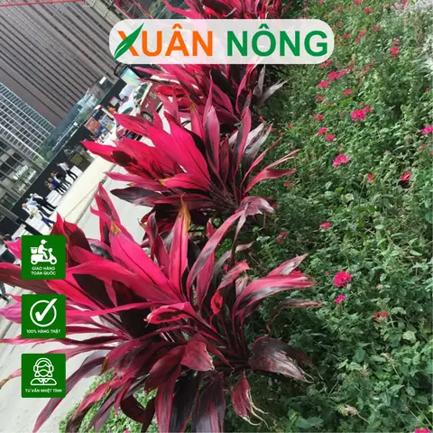 Cách Trồng Và Chăm Sóc Cây Huyết Dụ Chuẩn Xanh Tốt, Mang Tài Lộc Về Nhà Cách Trồng Và Chăm Sóc Cây Huyết Dụ Chuẩn Xanh Tốt, Mang Tài Lộc Về Nhà
