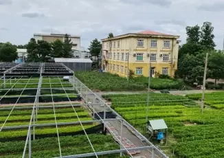 Hướng Dẫn Kỹ Thuật Trồng Và Chăm Sóc Cây Keo Lá Tràm Hiệu Quả Hướng Dẫn Kỹ Thuật Trồng Và Chăm Sóc Cây Keo Lá Tràm Hiệu Quả