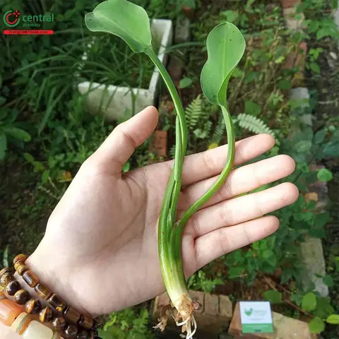 Cách Trồng Cây Kèo Nèo: Hướng Dẫn Chi Tiết Từ A-Z Cho Người Mới Bắt Đầu