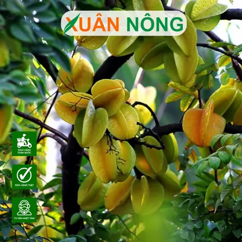 Hướng Dẫn Chi Tiết Cách Trồng Cây Khế Mới Bứng Sống Tốt Và Phát Triển Mạnh