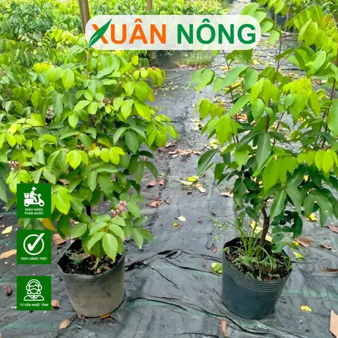 Hướng Dẫn Chi Tiết Cách Trồng Cây Khế Mới Bứng Sống Tốt Và Phát Triển Mạnh