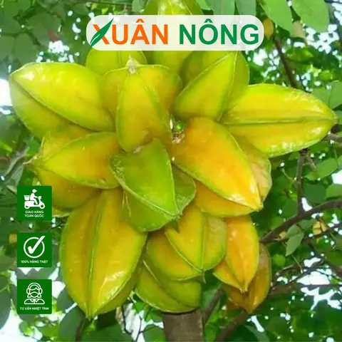 Hướng Dẫn Chi Tiết Cách Trồng Cây Khế Mới Bứng Sống Tốt Và Phát Triển Mạnh