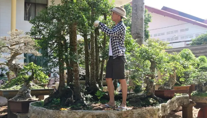 Hướng Dẫn Chi Tiết Cách Trồng Cây Khế Ngọt Sai Trĩu Quả Tại Nhà Hướng Dẫn Chi Tiết Cách Trồng Cây Khế Ngọt Sai Trĩu Quả Tại Nhà
