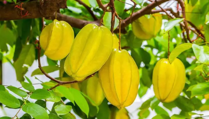 Hướng Dẫn Chi Tiết Cách Trồng Cây Khế Ngọt Sai Trĩu Quả Tại Nhà Hướng Dẫn Chi Tiết Cách Trồng Cây Khế Ngọt Sai Trĩu Quả Tại Nhà