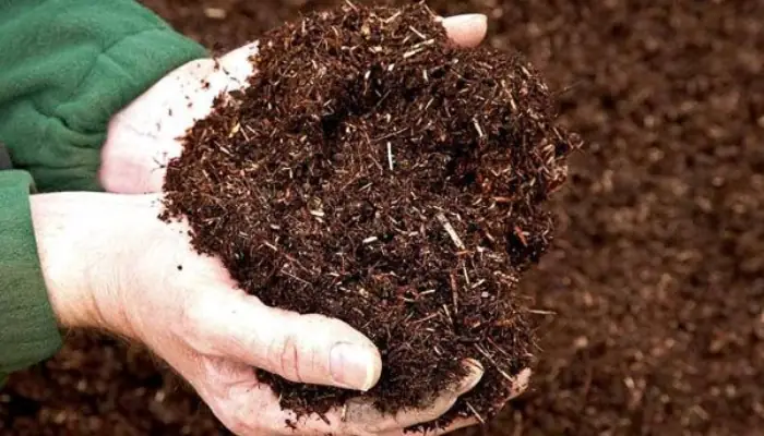 Hướng Dẫn Chi Tiết Cách Trồng Cây Khế Ngọt Sai Trĩu Quả Tại Nhà Hướng Dẫn Chi Tiết Cách Trồng Cây Khế Ngọt Sai Trĩu Quả Tại Nhà