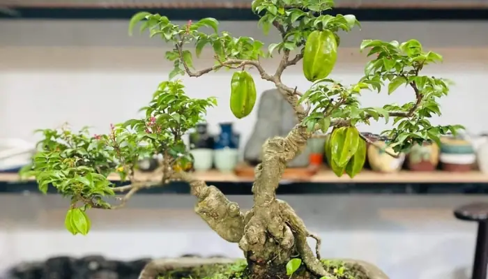 Hướng Dẫn Chi Tiết Cách Trồng Cây Khế Tàu Trĩu Quả Tại Nhà