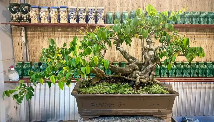 Hướng Dẫn Chi Tiết Cách Trồng Cây Khế Tàu Trĩu Quả Tại Nhà