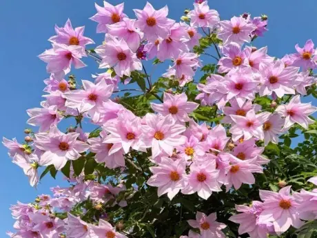 Cách Trồng Cây Khổ Qua Từ Hạt: Hướng Dẫn Chi Tiết Từ A-Z Để Sai Quả, Phát Triển Nhanh Cách Trồng Cây Khổ Qua Từ Hạt: Hướng Dẫn Chi Tiết Từ A-Z Để Sai Quả, Phát Triển Nhanh