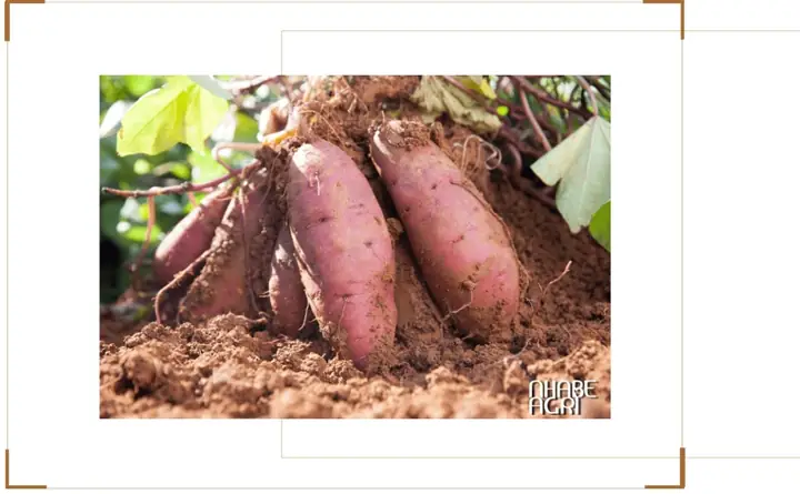 Cách Trồng Khoai Lang Đúng Kỹ Thuật, Cho Năng Suất Cao Tại Nhà Cách Trồng Khoai Lang Đúng Kỹ Thuật, Cho Năng Suất Cao Tại Nhà