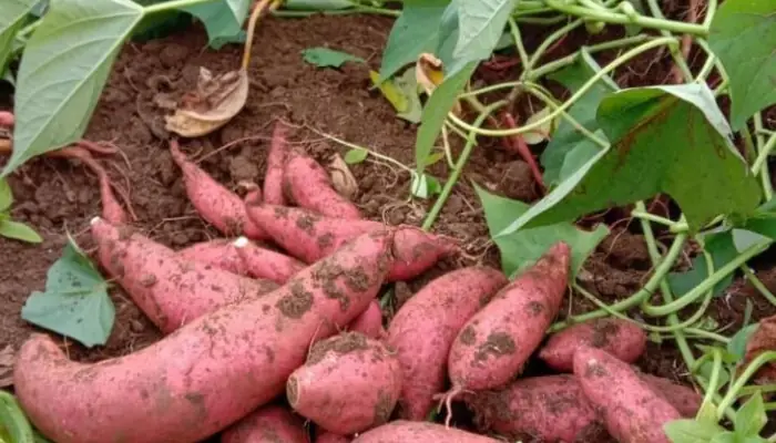 Cách Trồng Khoai Lang Đúng Kỹ Thuật, Cho Năng Suất Cao Tại Nhà Cách Trồng Khoai Lang Đúng Kỹ Thuật, Cho Năng Suất Cao Tại Nhà