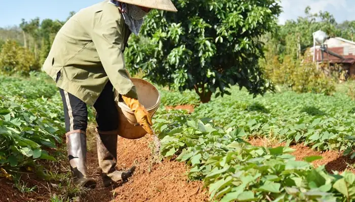 Cách Trồng Khoai Lang Đúng Kỹ Thuật, Cho Năng Suất Cao Tại Nhà Cách Trồng Khoai Lang Đúng Kỹ Thuật, Cho Năng Suất Cao Tại Nhà