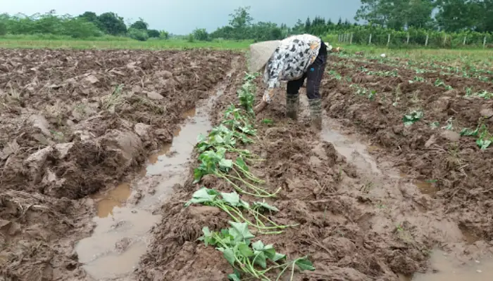 Cách Trồng Khoai Lang Đúng Kỹ Thuật, Cho Năng Suất Cao Tại Nhà Cách Trồng Khoai Lang Đúng Kỹ Thuật, Cho Năng Suất Cao Tại Nhà