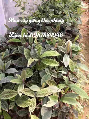 Hướng Dẫn Chi Tiết Cách Trồng Cây Khôi Tía: Từ A-Z Cho Người Mới Bắt Đầu Hướng Dẫn Chi Tiết Cách Trồng Cây Khôi Tía: Từ A-Z Cho Người Mới Bắt Đầu