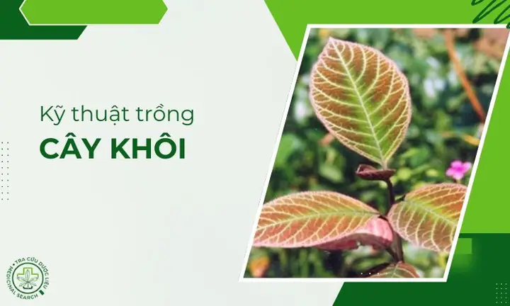 Hướng Dẫn Chi Tiết Cách Trồng Cây Khôi Tía: Từ A-Z Cho Người Mới Bắt Đầu Hướng Dẫn Chi Tiết Cách Trồng Cây Khôi Tía: Từ A-Z Cho Người Mới Bắt Đầu