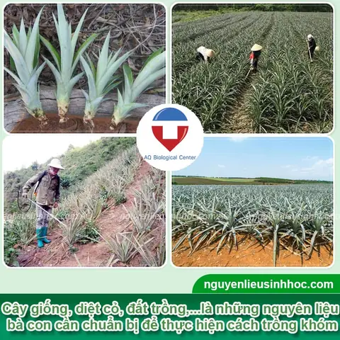 Hướng Dẫn Chi Tiết Cách Trồng Cây Khóm (dứa) Tại Nhà Ra Trái Ngon, Năng Suất Cao Hướng Dẫn Chi Tiết Cách Trồng Cây Khóm (dứa) Tại Nhà Ra Trái Ngon, Năng Suất Cao