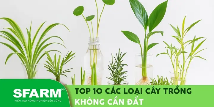 Cách Trồng Cây Không Cần Đất: Hướng Dẫn Chi Tiết Từ A-Z