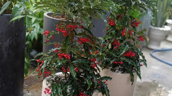 Cách Trồng Cây Kim Ngân Lượng Ra Quả Đẹp Và Sai Trái Cách Trồng Cây Kim Ngân Lượng Ra Quả Đẹp Và Sai Trái