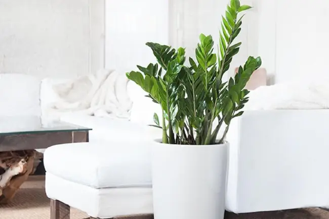 Hướng Dẫn Chi Tiết Cách Trồng Cây Kim Phát Tài (kim Tiền) Vạn Sự Như Ý