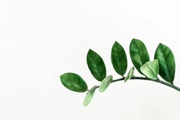 Hướng Dẫn Chi Tiết Cách Trồng Cây Kim Tiền Bằng Cành Tại Nhà Hướng Dẫn Chi Tiết Cách Trồng Cây Kim Tiền Bằng Cành Tại Nhà
